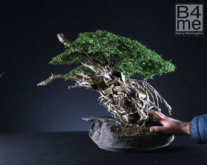 Lonicera honeysuckle bonsai